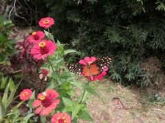 Heliconius hecale zuleika