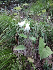 Campanula alliariifolia