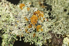 Hypogymnia krogiae