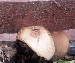 Coprinellus micaceus