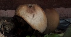 Coprinellus micaceus