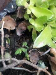 Coprinellus micaceus