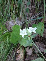Campanula alliariifolia