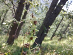Campanula alliariifolia
