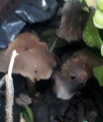 Coprinellus micaceus