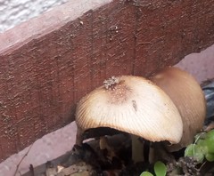 Coprinellus micaceus