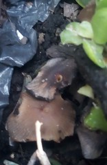 Coprinellus micaceus