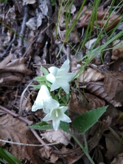 Campanula alliariifolia
