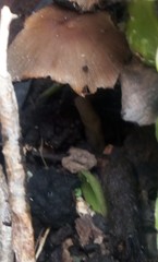 Coprinellus micaceus