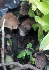 Coprinellus micaceus