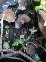 Coprinellus micaceus