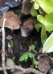 Coprinellus micaceus