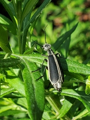 Epicauta cinerea-group