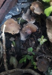 Coprinellus micaceus
