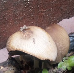 Coprinellus micaceus