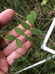 Tephrosia onobrychoides