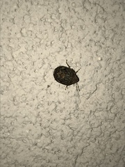 Stethaulax marmorata