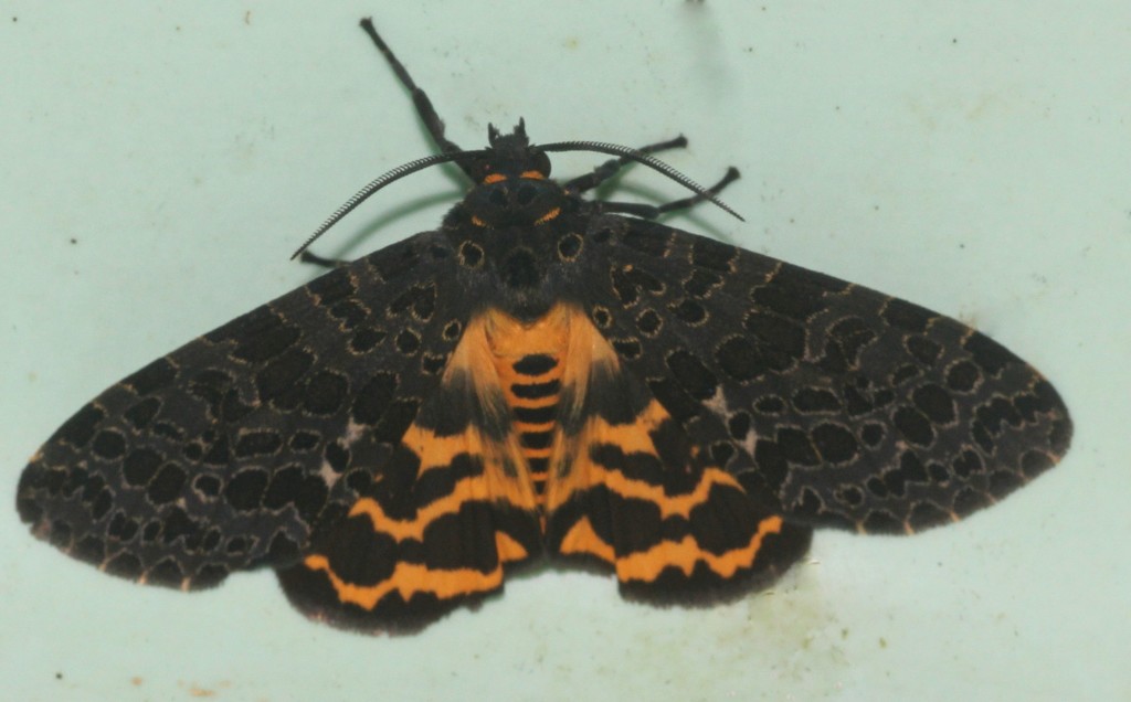 Olepa Moth