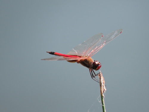 Striped Saddlebags photographed in Kansas