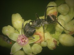 Camponotus parius