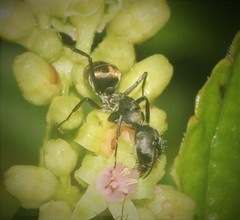 Camponotus parius