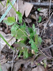 Veronica peduncularis