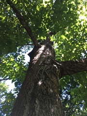 Juglans × intermedia