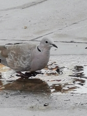 Streptopelia decaocto