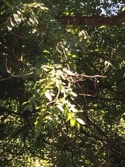 Juglans × intermedia