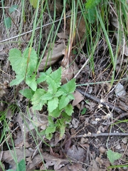 Veronica peduncularis