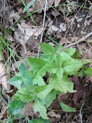 Veronica peduncularis
