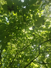 Cornus florida