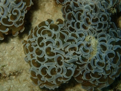 Fimbriaphyllia ancora
