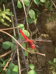 Crocothemis