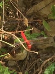 Crocothemis