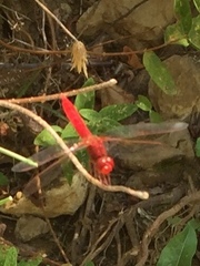 Crocothemis