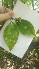 Cornus florida
