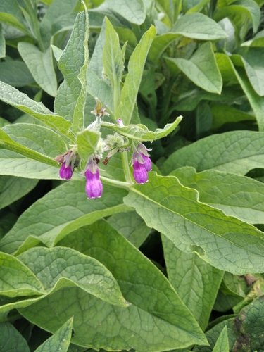 Vaistinė taukė nuotrauka