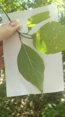 Cornus florida