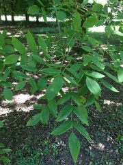 Juglans × intermedia