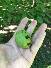 Juglans × intermedia