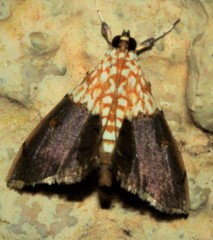 Agrotera basinotata