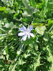 Cichorium intybus