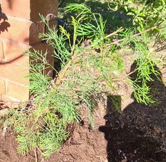 Isopogon dawsonii