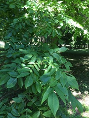 Juglans × intermedia