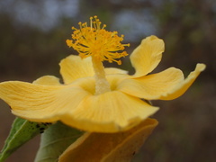 Hibiscus megistanthus image