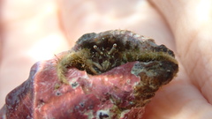 Diogenes izanamiae