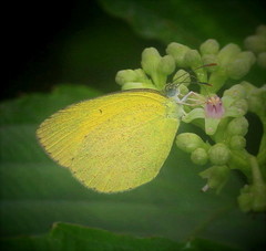 Eurema laeta