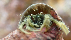 Diogenes izanamiae