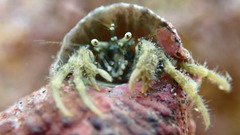 Diogenes izanamiae